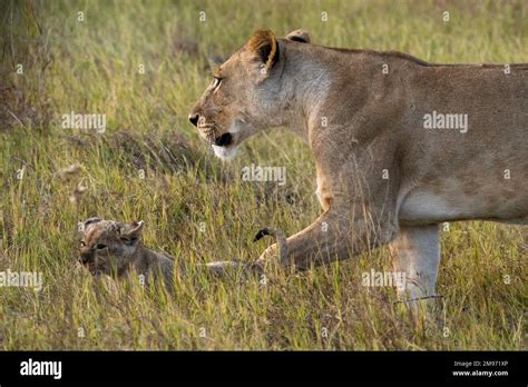 A Lioness Panthera Leo Walks With Her Cubs Khwai Concession