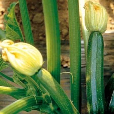 Semence De Courgette Moyenne VERNO Esasem S P A Hybride Pour