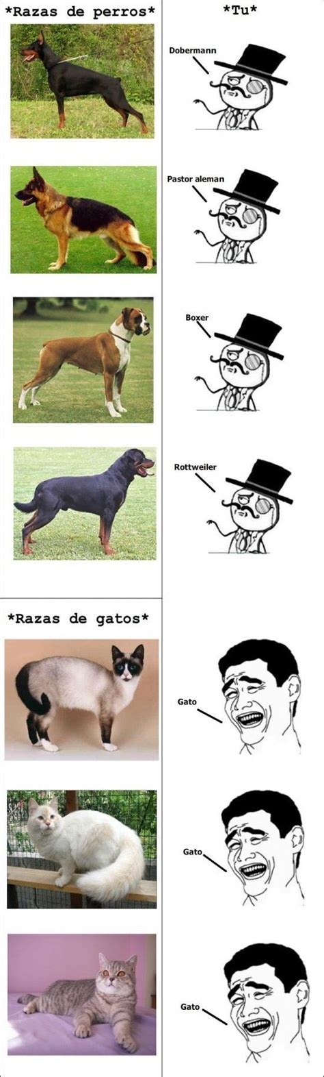 Razas De Perros Y Gatos Xdd Meme Subido Por Bernibzs Memedroid