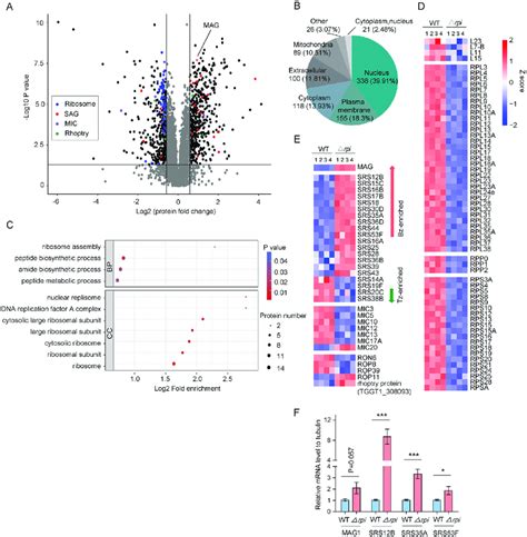 Tgrpi Depletion Alters The Global Proteomic Profile A Volcano Plots