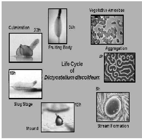 The Life Cycle Of Dictyostelium Discoideum For A Colonial Organism