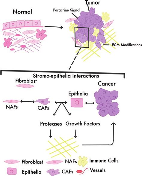 2 Interaction Between Stromal And Epithelial Cells Tme Contains