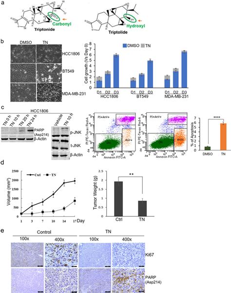 Triptonide Inhibits Tnbc Cell Growth In Vitro And In Vivo A Chemical