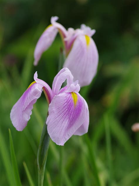 Iris Ensata Rose Queen Beth Chatto S Plants Gardens