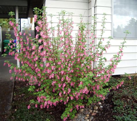 The Nature Of Portland Red Flowering Currant An Early Blooming Oregon