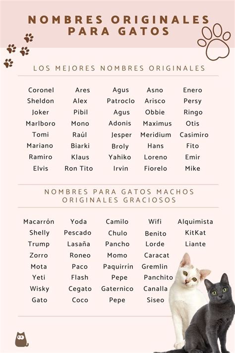 500 Nombres Para Gatos Machos Originales Nombres Para Gatas Nombres