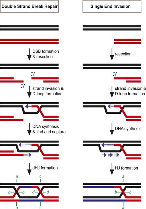 Resolution Of Single And Double Holliday Junction Recombination