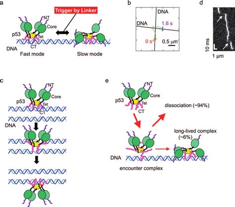 Target Search Dynamics Of P53 A Schematic Diagram Of Two Modes For Download Scientific