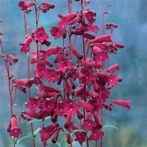 Penstemon Blackbird