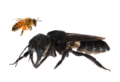 The World’s Largest Bee Is Not Extinct - The New York Times