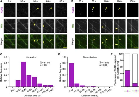 Augmin Antagonizes Katanin At Microtubule Crossovers To Control The