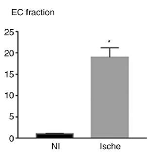 A Expression Levels Of Mir Were Upregulated In Ischemic Muscle