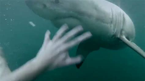 Real Or Fake Video Of Close Call With Great White Shark In Sydney