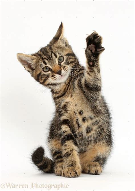 Cute Cats Waving