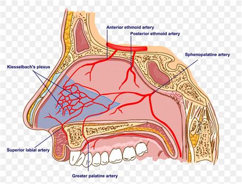 Sphenopalatine Artery Anatomy