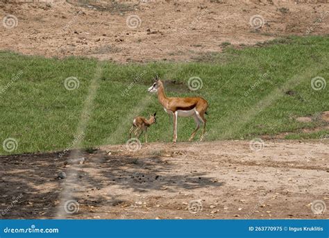 Springbok With Calf At San Diego Safari Park Stock Image Image Of