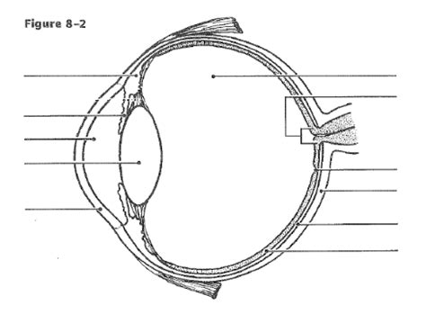 Special Senses Structures Of The Eye Diagram Quizlet