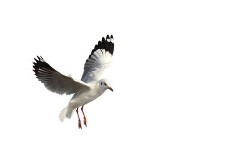 Premium Photo Beautiful Seagull Flying Isolated On White Background