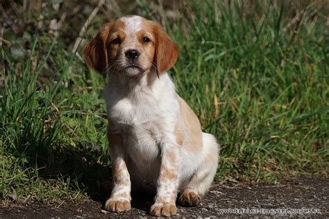 Accueil Elevage Du Fief Des Kallistos Eleveur De Chiens Epagneul Breton