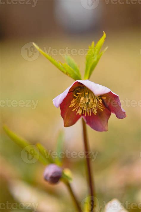 Hellebore Flower In Nature Early Spring Wildflower Stock