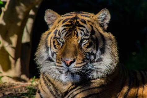 Tiger Nahaufnahme Tierwelt Kostenloses Foto Auf Pixabay