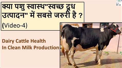 क्या पशु स्वास्थ स्वच्छ दूध उत्पादन में सबसे जरुरी है Clean Milk Production Seriesin