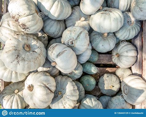 Image Of Close Up View On Crown Prince Pumpkins Stock Image Image Of