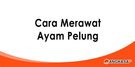 4 Tips Cara Merawat Ayam Pelung Agar Cepat Besar Id