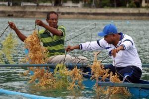 Teknik Budidaya Rumput Laut Dengan Metode Long Line Ilmubudidaya