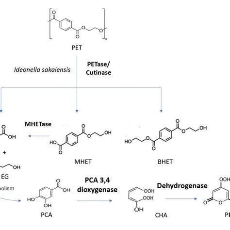 The Microbial Degradation Of Pet With Key Enzymes Highlighted In Bold