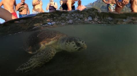 Por qué están desapareciendo las tortugas Foro Económico Mundial