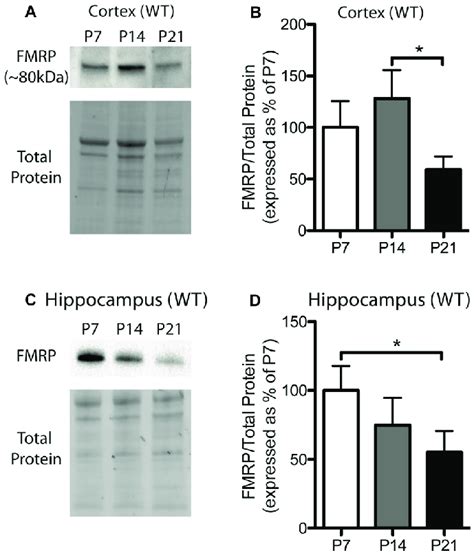 Fragile X Mental Retardation Protein Fmrp Expression Is