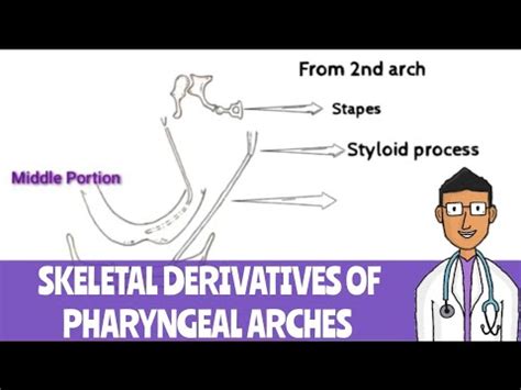 Derivatives Of Skeletal Elements Of Pharyngeal Arches Pharyngeal