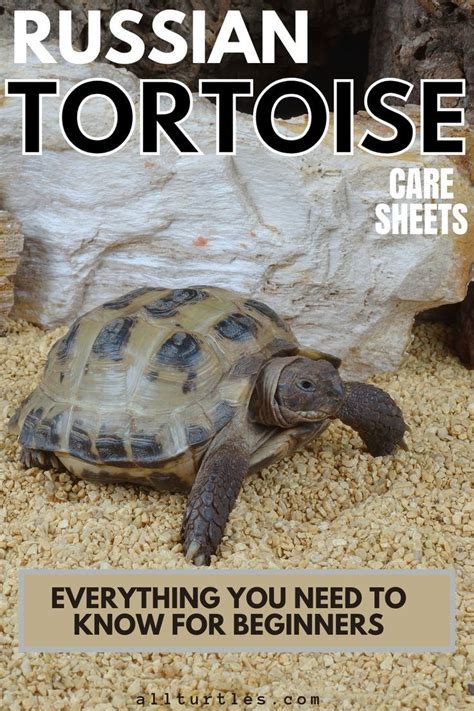 Russian Tortoise Agrionemys Horsfieldii Care Guide Artofit