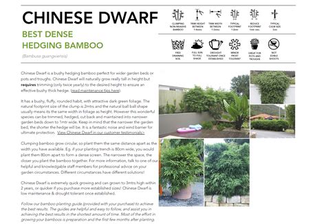 Bambusa guangxiensis Chinese Dwarf - Bamboo Plus