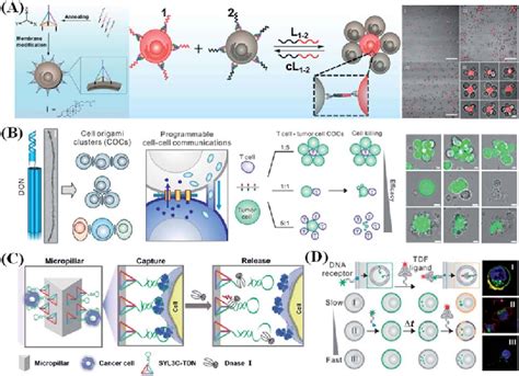 Dna Nanostructure Applied In Cell Assembly And Capture A Cell