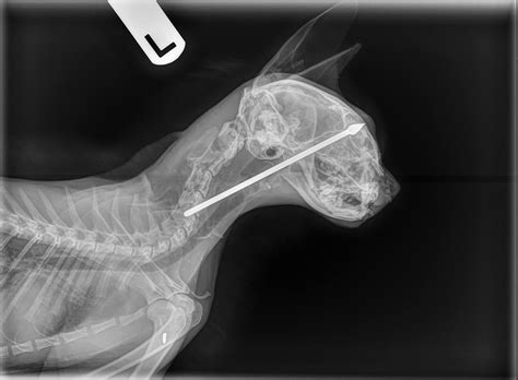 Cat Trauma Buyxraysonline