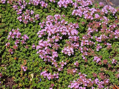 How To Grow Red Creeping Thyme Seeds Plantly