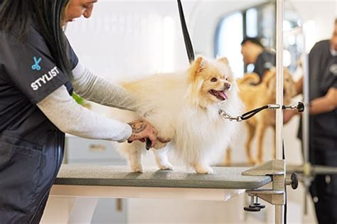 What Do Groomers Use To Bathe Dogs Essential Tips