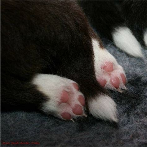 Verwacht Puppy S Jewel Fields Border Collies