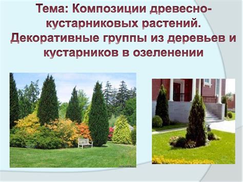 Декоративные группы из деревьев и кустарников в озеленении - online ...