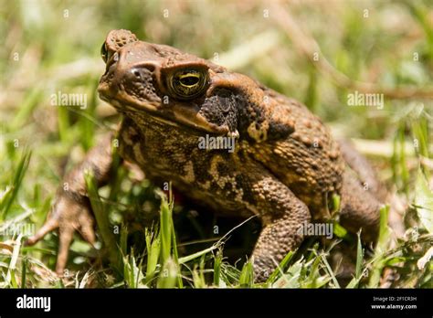 Cane toad poison hi-res stock photography and images - Alamy