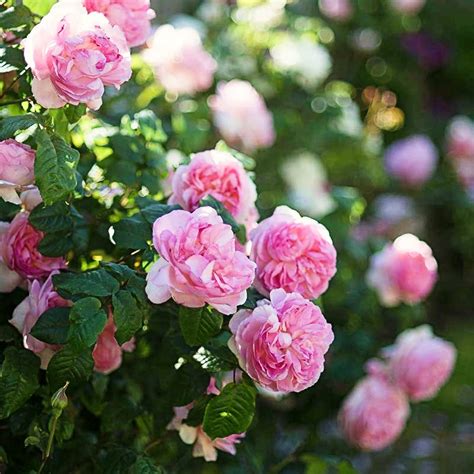 Rose Cornelia – Yorkshire Flower Farm