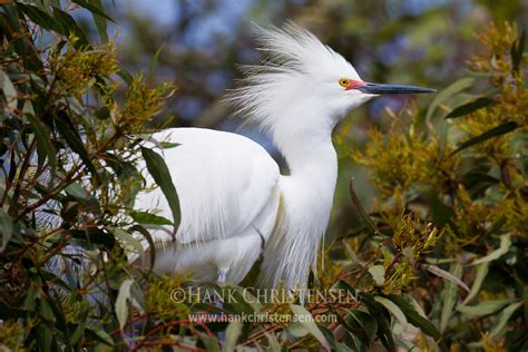 Snowy Egret In Breeding Plumage