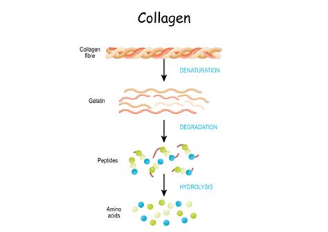 What Is Collagen And Why Does Our Body Need It Gaia Naturelle