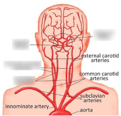 Cerebrovascular System Diagram Quizlet