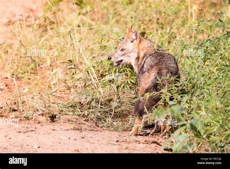 A Canis Aureus Golden Jackal At Bandhavgarh Reserve India It Is