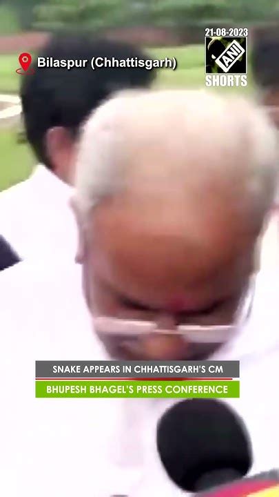 Snake Appears In Chhattisgarhs Cm Bhupesh Bhagels Press Conference In