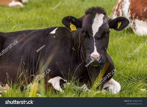 Beautiful Dutch Holstein Cow Resting On Stock Photo