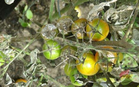 Tomato Blight - Causes Of Tomato Blight - Tomato Blight Remedy